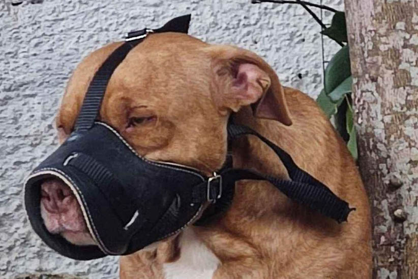 É muito comum um pitbull ser usado como ostentação, sem que tenha os cuidados que a raça exige