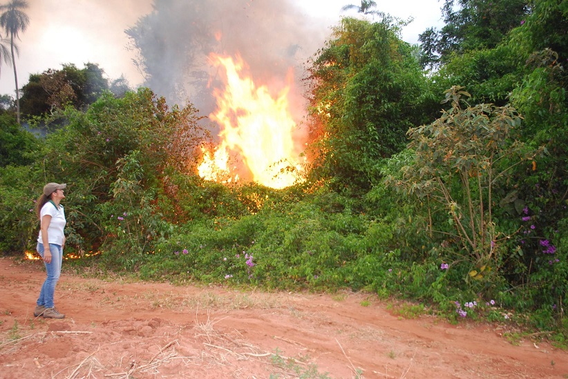 Além de devastar áreas florestais, os incêndios provocam efeitos colaterais que impactam na saúde e economia