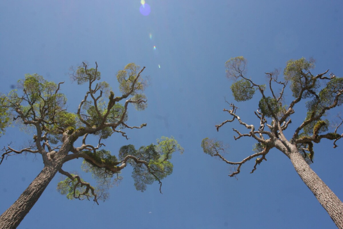 Temática ambiental é questão de sobrevivência