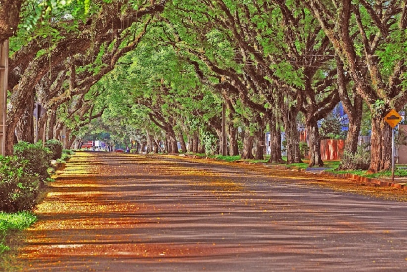 Túnel de árvores da Avenida Pedro Basso, considerada a mais bonita de Foz do Iguaçu. Imagem: Marcos Labanca/H2FOZ