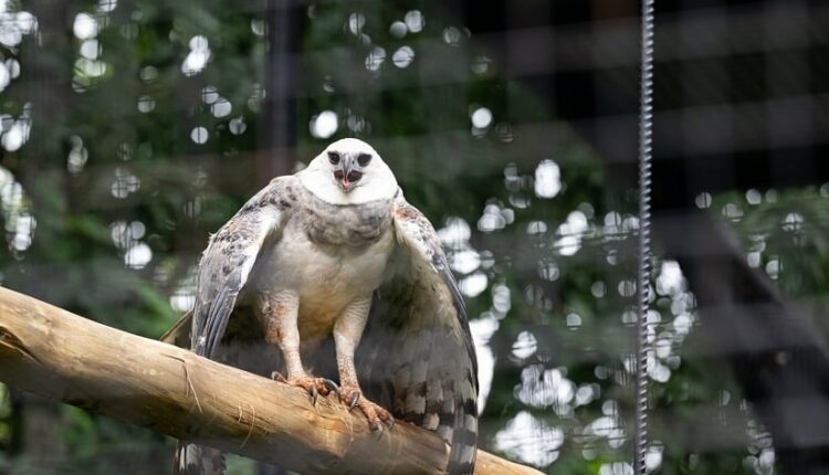 Ave de rapina, harpia tem até dois metros de envergadura com as asas abertas. Foto: Rafa Kondlatsch/Itaipu Binacional