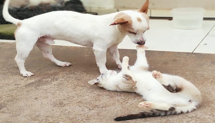 Omissão de autoridades impulsionam o envenenamento de animais