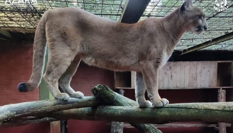 No fim de semana passado, desconhecidos arrombaram o cadeado de um portão que dava acesso ao recinto dos pumas. Foto: Gentileza/Güirá Oga