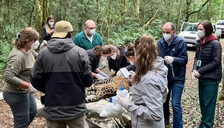 Ação durou cerca de uma hora, com o uso de sedativos. Foto: Divulgação/Projeto Onças do Iguaçu