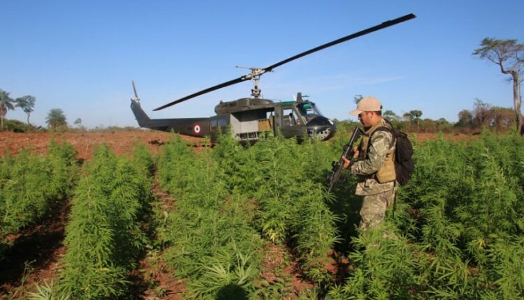 Helicóptero foi um dos meios utilizados para chegar às áreas de difícil acesso por terra. Foto: Gentileza/Senad