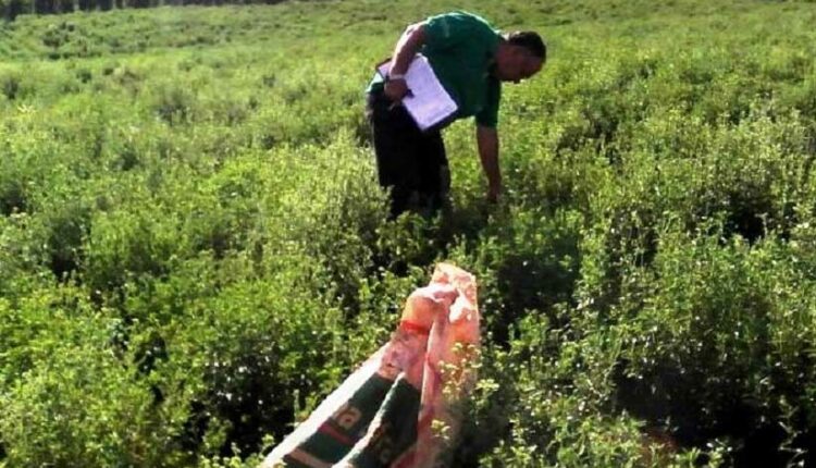 Cultivo é opção para pequenos agricultores no interior do Paraguai. Foto: Gentileza/Agência Pública IP Paraguay