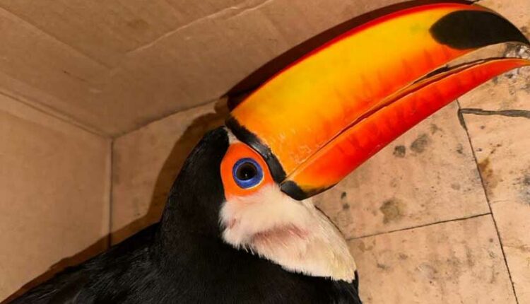 Tucano passará por exames antes de ser reintegrado ao ambiente natural. Foto: Gentileza/GNA