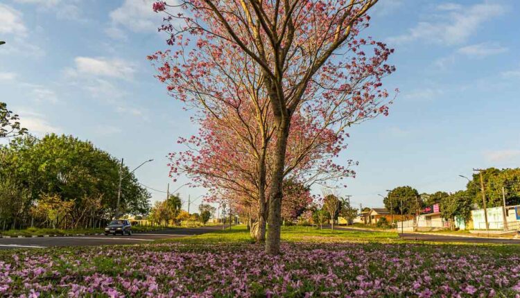 Flores na Avenida Paraná, Região Norte de Foz do Iguaçu. Foto: Marcos Labanca/H2FOZ (Arquivo)