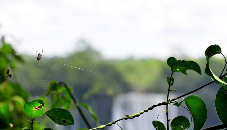 Aranha na trilha das Cataratas do Iguaçu, cuja vazão está retornando ao normal após mais de um mês com registros acima da média. Foto: Marcos Labanca/H2FOZ