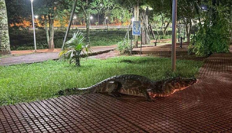 Parque às margens do Lago da República é o ponto principal das celebrações natalinas em Ciudad del Este. Foto: Auxi Encina