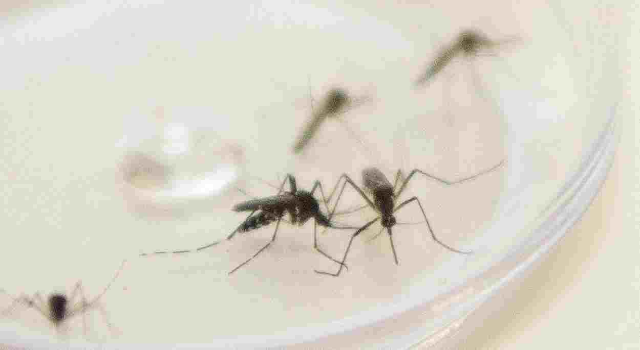 dengue em foz do iguacu