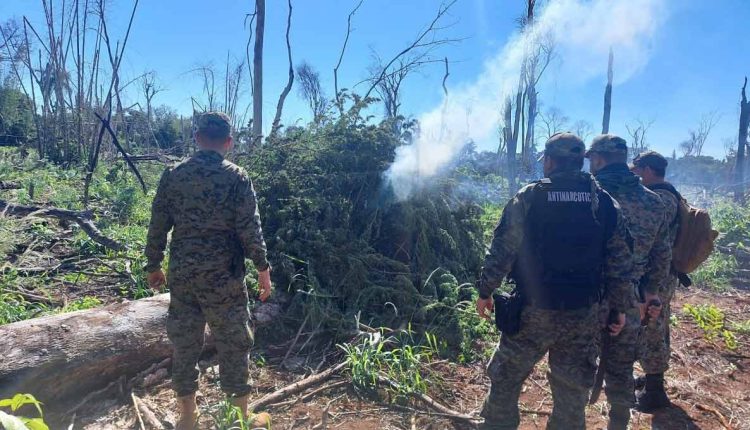 Plantações costumam ficar em locais de difícil acesso e visualização. Foto: Gentileza/Polícia Nacional do Paraguai