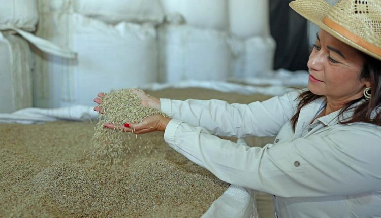 Produção do Paraguai vem crescendo em volume e aceitação no mercado internacional. Foto: Gentileza/Ministério da Agricultura e Pecuária do Paraguai