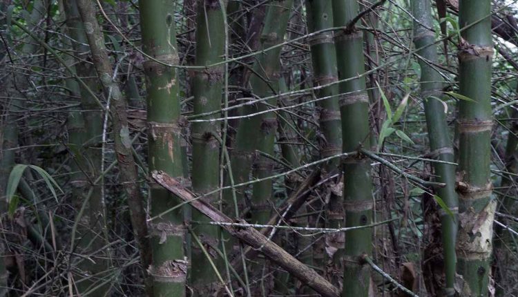 Bambu taquaruçu tem múltiplos usos e nomes que variam conforme a região. Foto: Marcos Labanca/H2FOZ