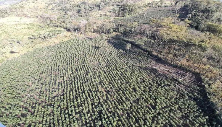 Em paralelo à ação em Itakyry, já está em marcha uma nova edição da Operação Nova Aliança. Foto: Gentileza/Senad