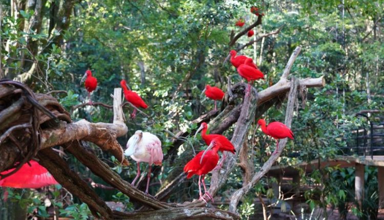 Viveiro parque das aves