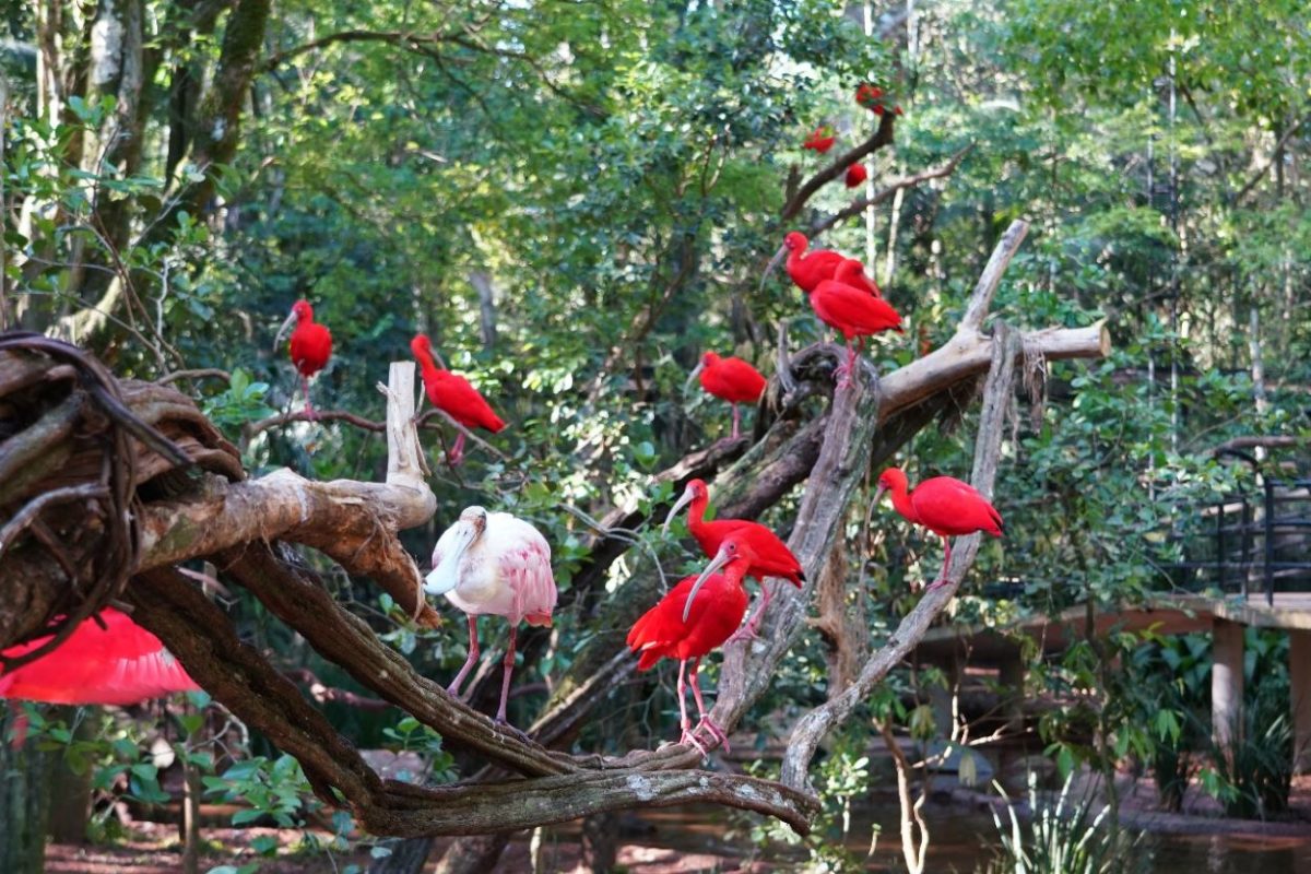 Viveiro parque das aves