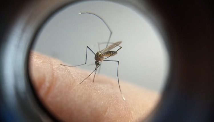 mortes por dengue foz do iguacu - foto sesa