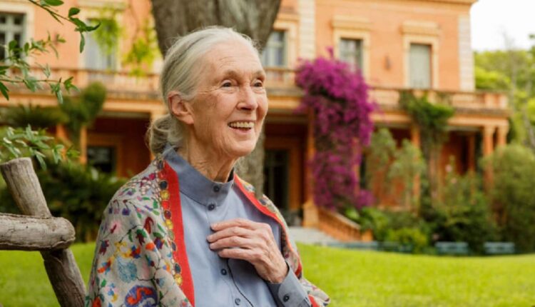 Será a primeira visita da cientista à província fronteiriça de Misiones. Foto: Gentileza/Instituto Jane Goodall Argentina