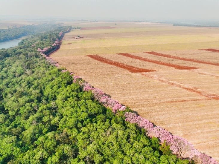 Cortina florestal contrasta com as áreas de cultivo agrícola. Foto: Lucas Tres/Itaipu Binacional