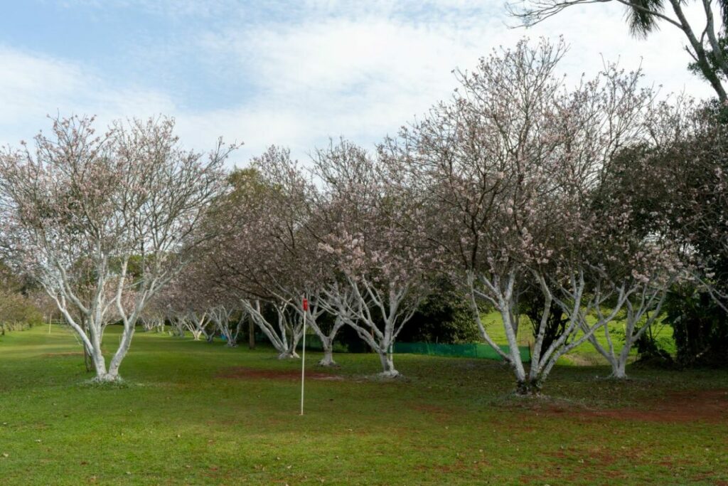 Parque da Sakura