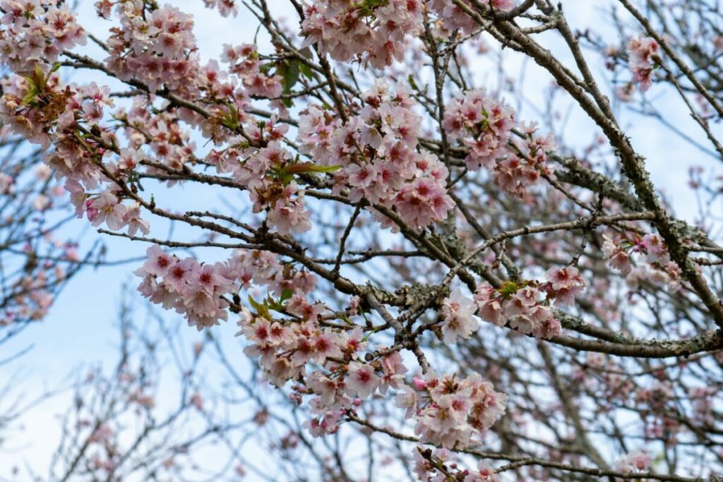 Sakura Colônia Iguazú