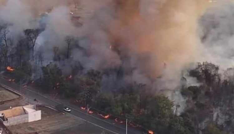 Floresta incendiada é uma prática recorrente em Cianorte