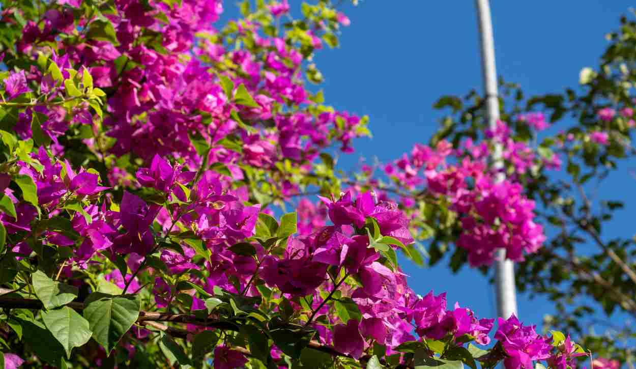 ecoflores foz do iguacu - foto marcos labanca