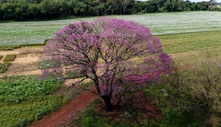 Ipê-roxo é nome até de um colégio estadual em Foz do Iguaçu, no bairro Cidade Nova. Foto: Marcos Labanca/H2FOZ