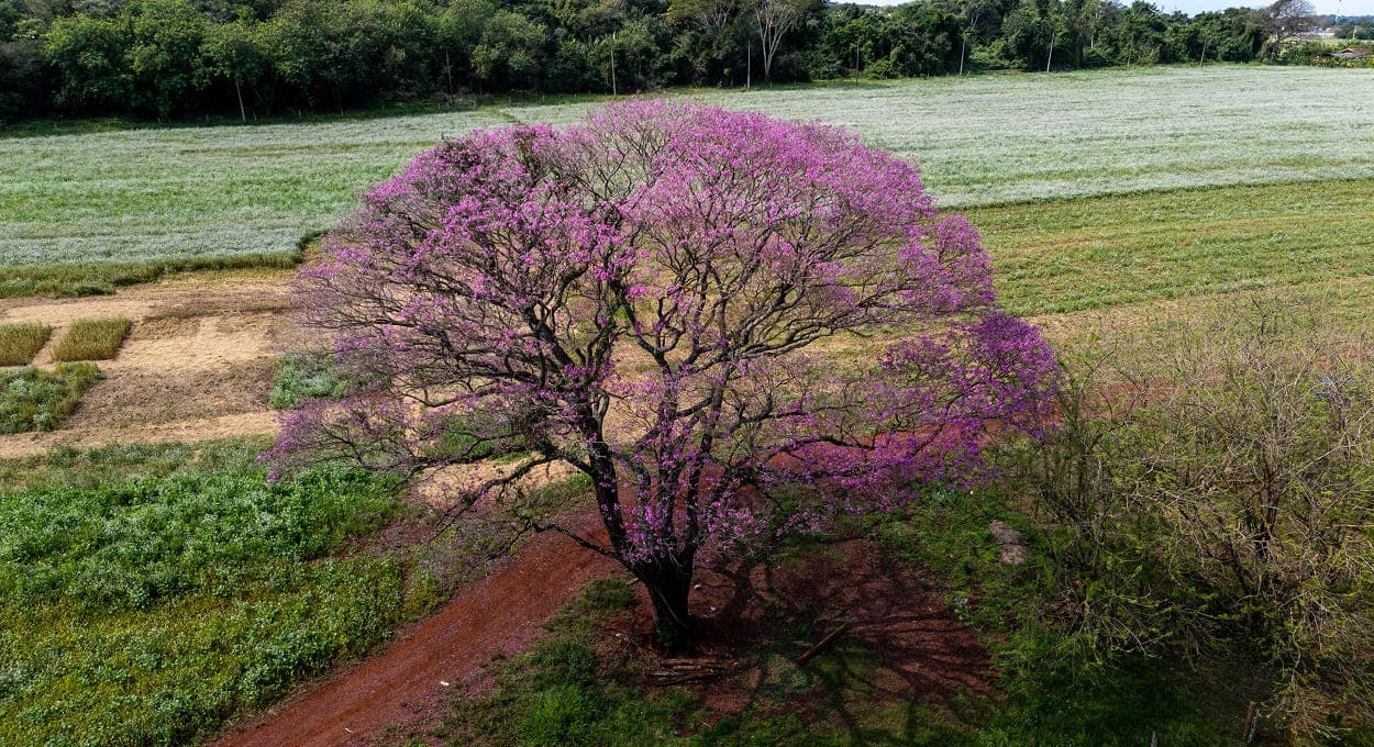 Ipê-roxo é nome até de um colégio estadual em Foz do Iguaçu, no bairro Cidade Nova. Foto: Marcos Labanca/H2FOZ