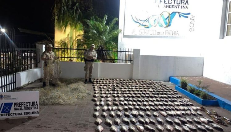 Segundo as forças que participaram da operação, pesca teria ocorrido de forma predatória. Foto: Gentileza/Prefeitura Naval Argentina