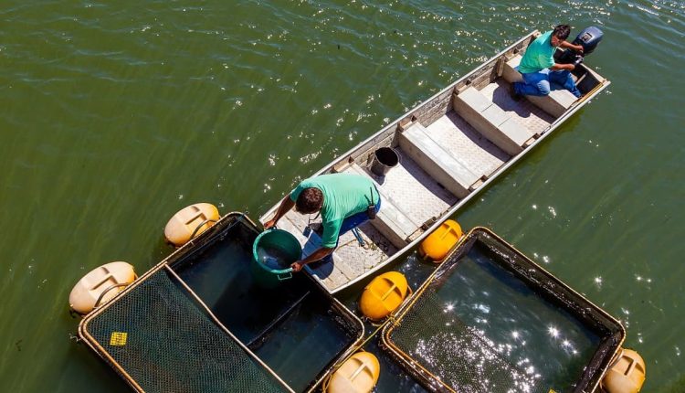 Itaipu desenvolve, há décadas, pesquisas sobre tanques-redes nas águas do lago. Foto: Rubens Fraulini/Itaipu Binacional