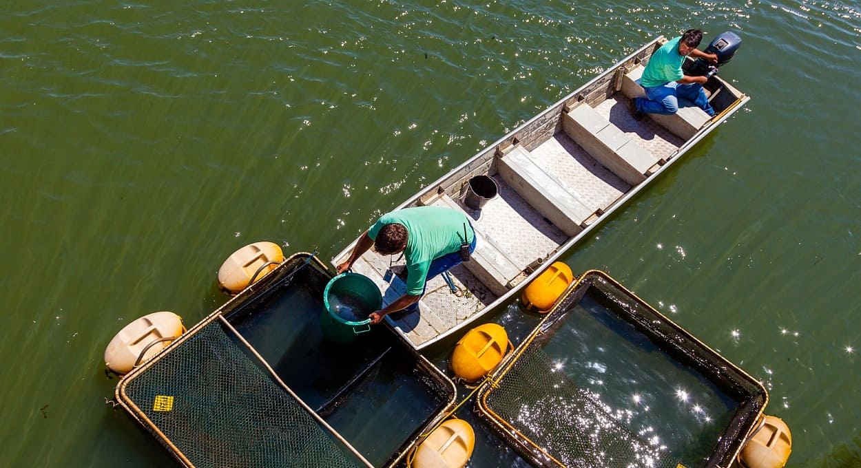 Itaipu desenvolve, há décadas, pesquisas sobre tanques-redes nas águas do lago. Foto: Rubens Fraulini/Itaipu Binacional