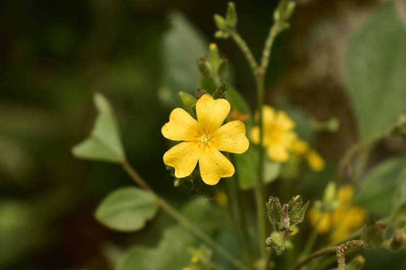 Estação tem profusão de flores na Mata Atlântica do Parque Nacional do Iguaçu. Foto: Bruna Nieradka/Urbia Cataratas