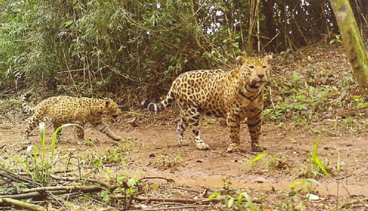 Filhote e mãe em um dos cliques da câmera posicionada em um ponto de passagem de felinos no Parque Nacional Iguazú. Foto: Gentileza/Red Yaguareté