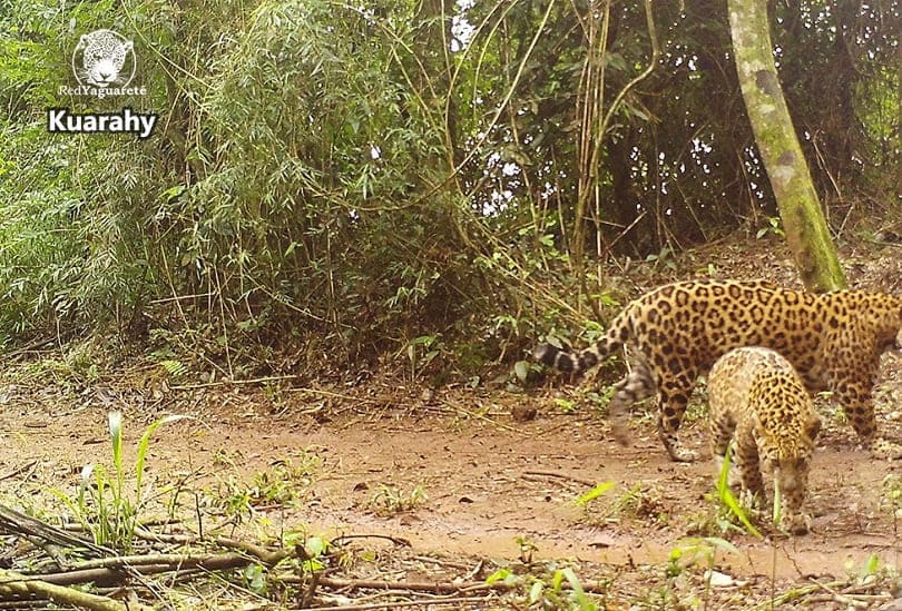 Filhote ainda não tem nome. Foto: Gentileza/Red Yaguareté