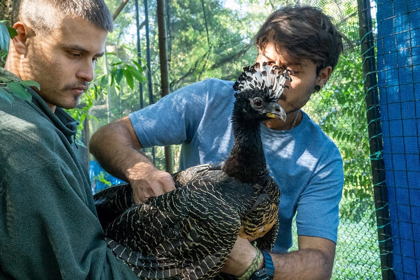 Aves passaram por um cuidadoso processo de aclimatação. Foto: Tomás Navajas/Rewilding Argentina