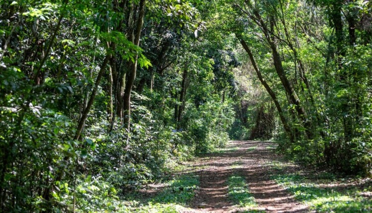 Cor predominante em 2024 é o verde. Foto: Edino Krug/Itaipu Binacional