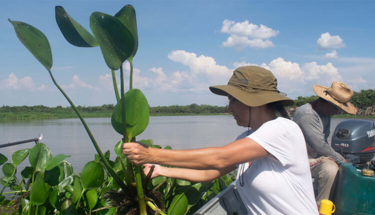 A startup VBIO, de Curitiba, foi uma das 20 empresas no mundo selecionadas para participar da 16ª edição da Conferência Sobre Biodiversidade (COP16) da Organização das Nações Unidas (ONU), com apresentação de projeto na Biodiversity Technology and Innovation Expo. Apenas mais uma empresa do Brasil foi convidada. O evento acontece entre 21 de outubro e 1º de novembro na cidade de Cali, na Colômbia, e reunirá 196 países para discutir questões relacionadas à conservação e uso sustentável da biodiversidade.