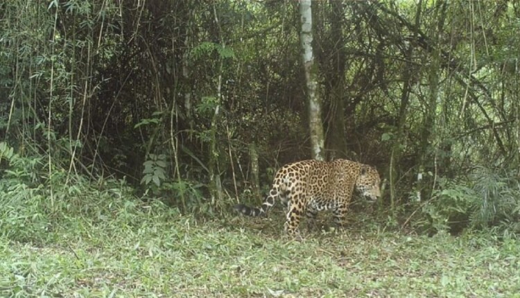 Rodovias 12 e 101 atravessam áreas protegidas em Puerto Iguazú, onde vivem onças e jaguatiricas. Foto: Gentileza/Red Yaguareté