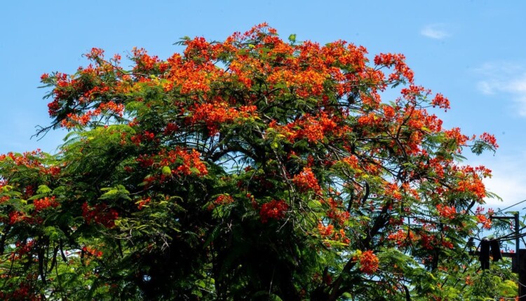 Arborização com o flamboyant é uma das características da VIla Yolanda.