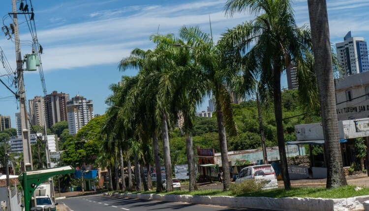 Palmeira-real ou palmeira-imperial? Qual espécie adorna esse canteiro em Foz do Iguaçu?