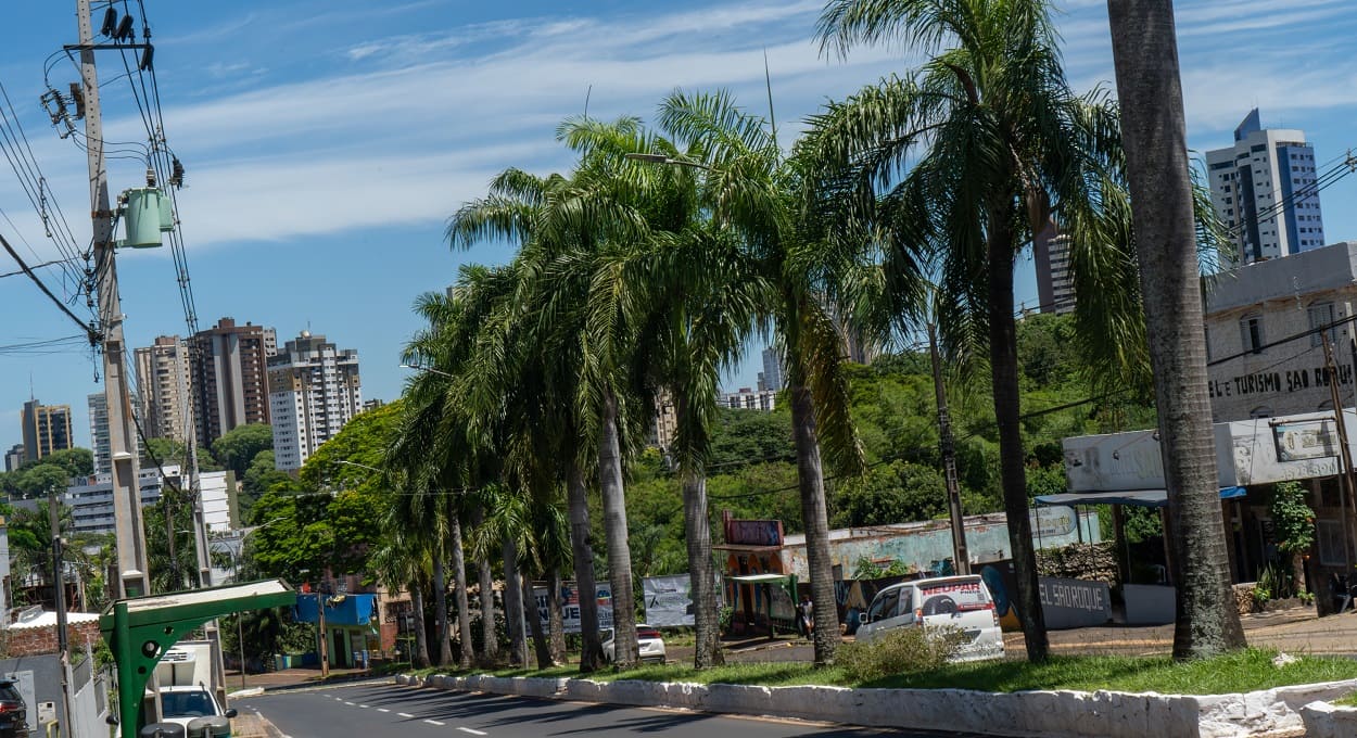 Palmeira-real ou palmeira-imperial? Qual espécie adorna esse canteiro em Foz do Iguaçu?