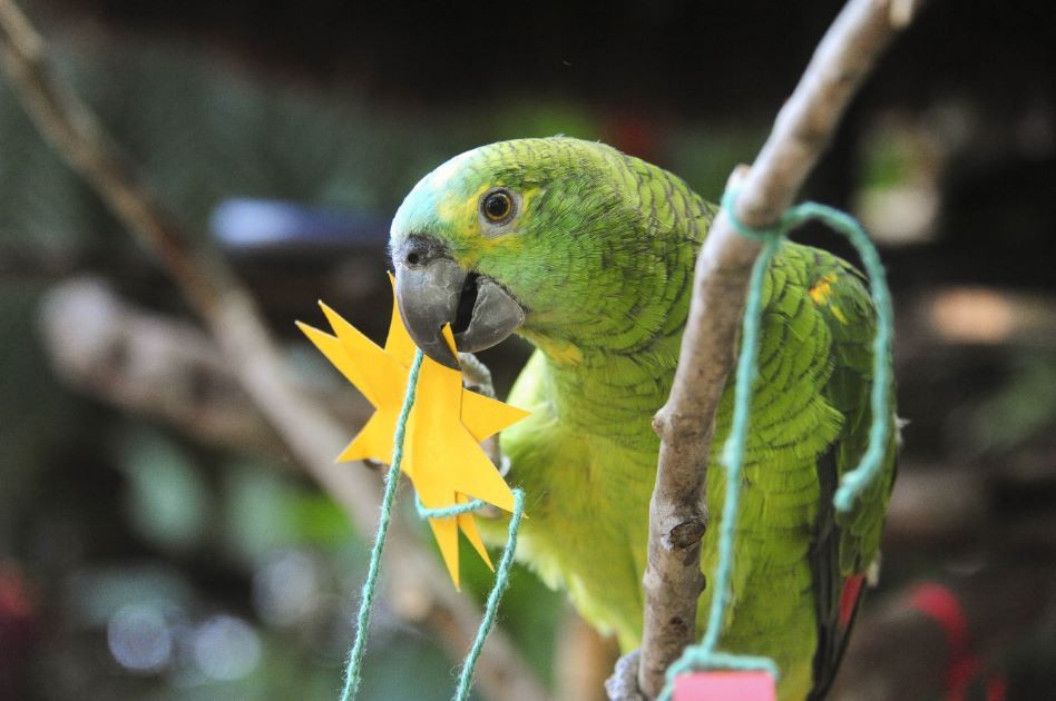 Natal das Aves