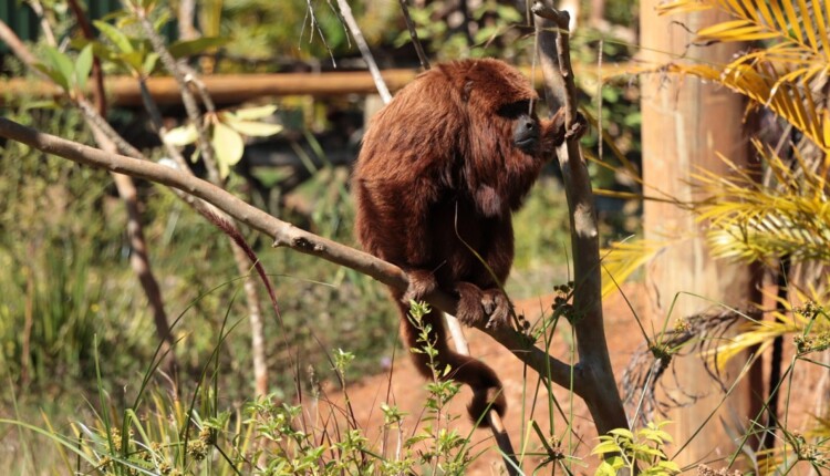 Floresta dos Primatas será o primeiro recinto de imersão com macacos do Brasil. Foto: Dreams Park Show