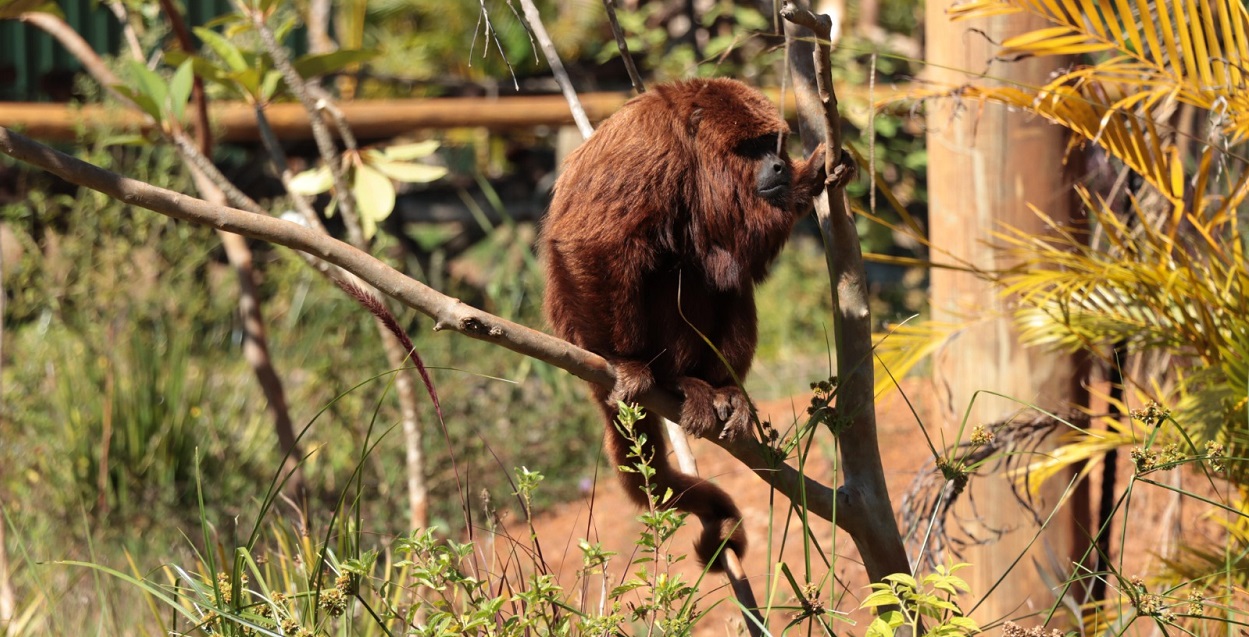 Floresta dos Primatas será o primeiro recinto de imersão com macacos do Brasil. Foto: Dreams Park Show