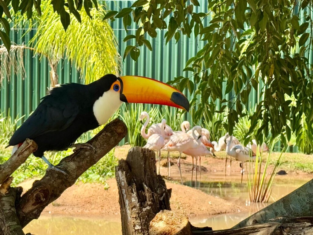 Espaço também será moradia de outras espécies. Foto: Dreams Park Show