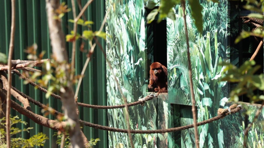 Espaço terá ecossistema parecido com o habitat natural dos animais. Foto: Dreams Park Show