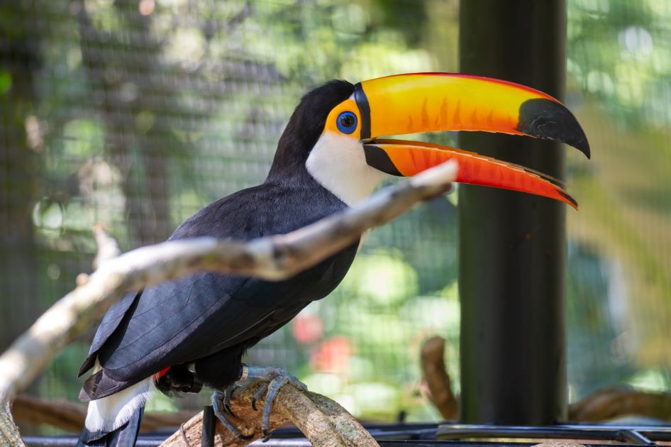 Viveiro dos Tucanos no Parque das Aves