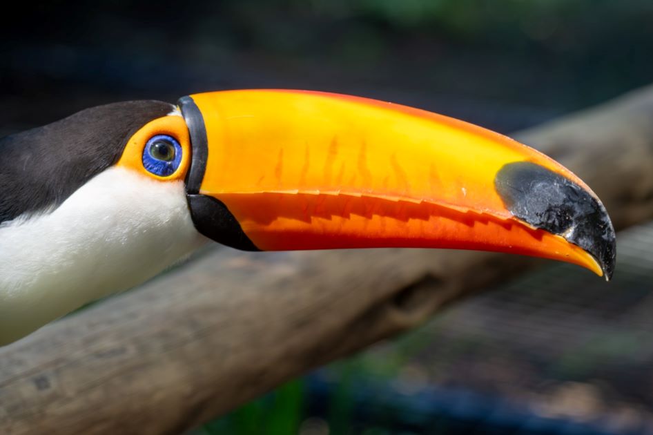 Tucano Parque das Aves